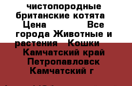 чистопородные британские котята › Цена ­ 10 000 - Все города Животные и растения » Кошки   . Камчатский край,Петропавловск-Камчатский г.